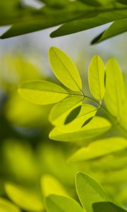Preview wallpaper leaves, branches, sunlight, shadows, macro