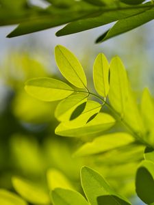 Preview wallpaper leaves, branches, sunlight, shadows, macro