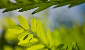 Preview wallpaper leaves, branches, sunlight, shadows, macro