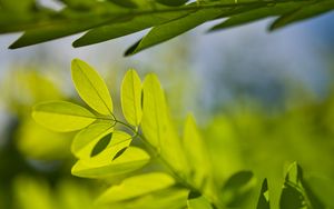 Preview wallpaper leaves, branches, sunlight, shadows, macro