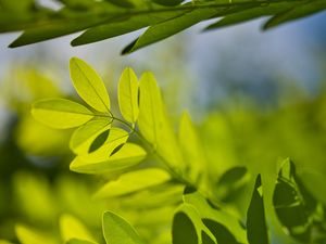 Preview wallpaper leaves, branches, sunlight, shadows, macro
