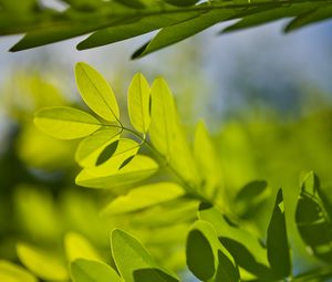 Preview wallpaper leaves, branches, sunlight, shadows, macro