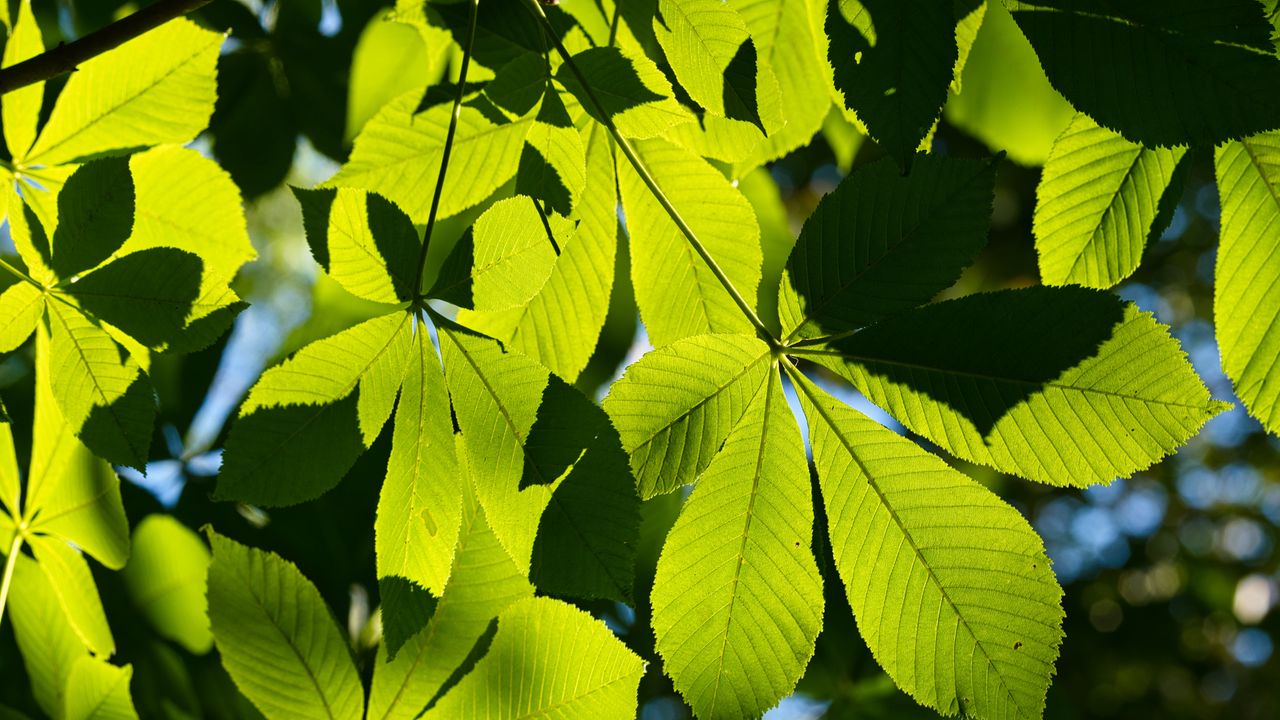 Wallpaper leaves, branches, sunlight, green, macro