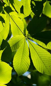 Preview wallpaper leaves, branches, sunlight, green, macro