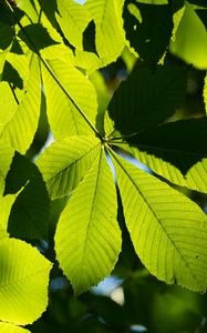 Preview wallpaper leaves, branches, sunlight, green, macro