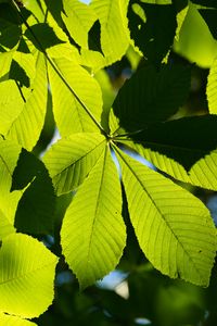 Preview wallpaper leaves, branches, sunlight, green, macro