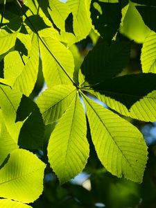 Preview wallpaper leaves, branches, sunlight, green, macro