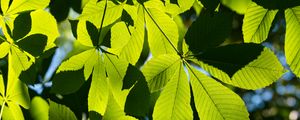 Preview wallpaper leaves, branches, sunlight, green, macro
