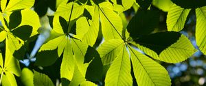 Preview wallpaper leaves, branches, sunlight, green, macro