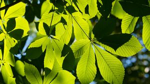 Preview wallpaper leaves, branches, sunlight, green, macro