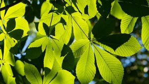 Preview wallpaper leaves, branches, sunlight, green, macro