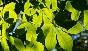 Preview wallpaper leaves, branches, sunlight, green, macro