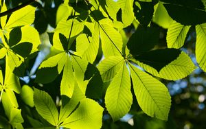 Preview wallpaper leaves, branches, sunlight, green, macro