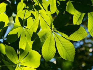 Preview wallpaper leaves, branches, sunlight, green, macro