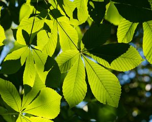 Preview wallpaper leaves, branches, sunlight, green, macro