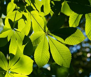 Preview wallpaper leaves, branches, sunlight, green, macro