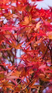 Preview wallpaper leaves, branches, tree