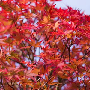 Preview wallpaper leaves, branches, tree