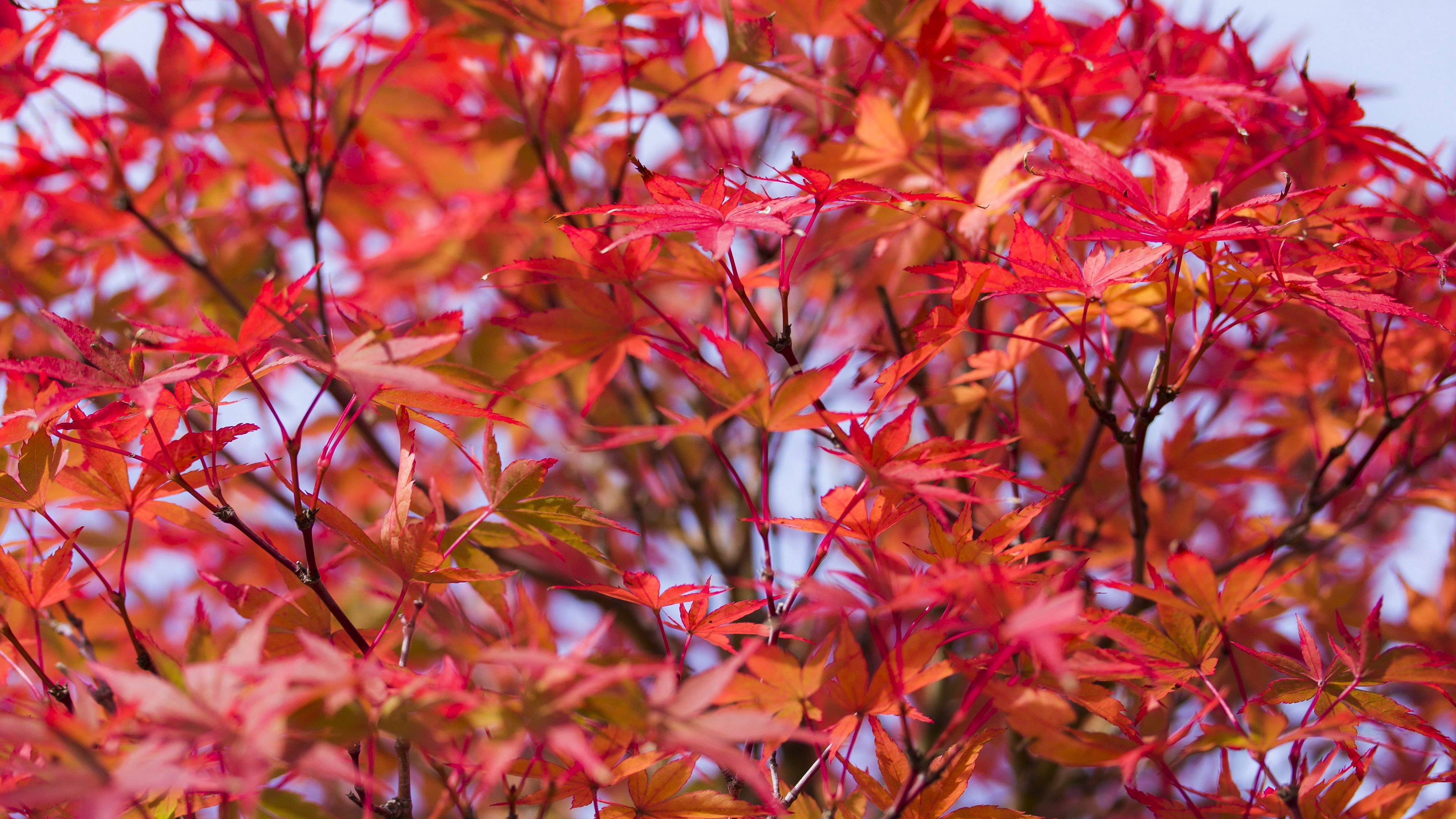 Download wallpaper 3840x2160 leaves, branches, tree 4k uhd 16:9 hd