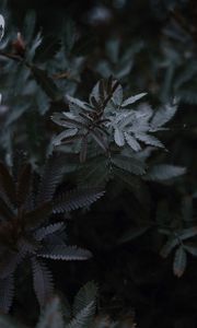 Preview wallpaper leaves, branches, tree, plant, closeup
