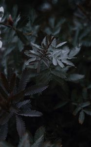 Preview wallpaper leaves, branches, tree, plant, closeup
