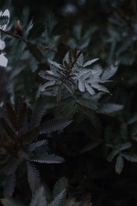 Preview wallpaper leaves, branches, tree, plant, closeup