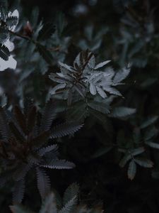 Preview wallpaper leaves, branches, tree, plant, closeup