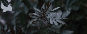 Preview wallpaper leaves, branches, tree, plant, closeup