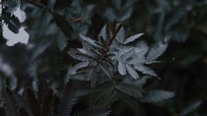 Preview wallpaper leaves, branches, tree, plant, closeup