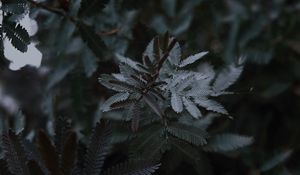 Preview wallpaper leaves, branches, tree, plant, closeup