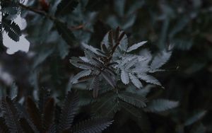 Preview wallpaper leaves, branches, tree, plant, closeup