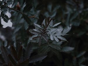Preview wallpaper leaves, branches, tree, plant, closeup