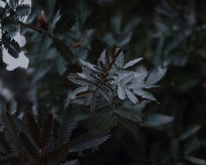 Preview wallpaper leaves, branches, tree, plant, closeup