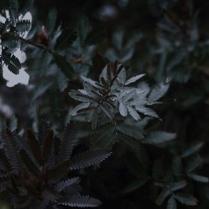 Preview wallpaper leaves, branches, tree, plant, closeup