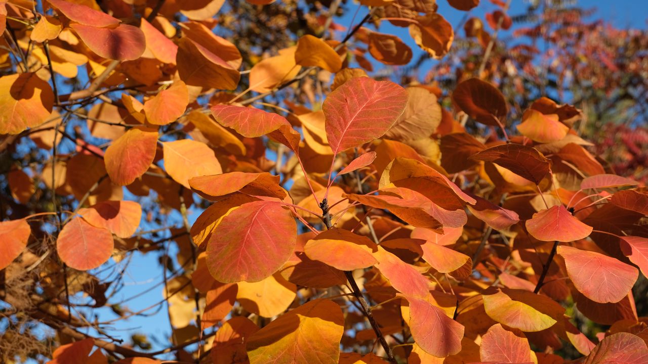 Wallpaper leaves, branches, tree, autumn, macro