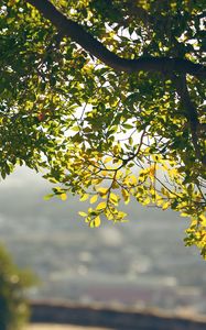 Preview wallpaper leaves, branches, tree, blur