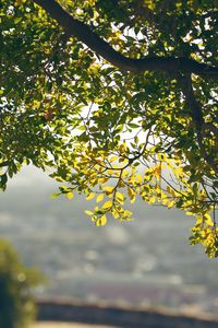 Preview wallpaper leaves, branches, tree, blur