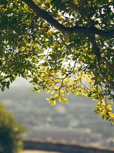 Preview wallpaper leaves, branches, tree, blur