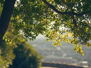 Preview wallpaper leaves, branches, tree, blur