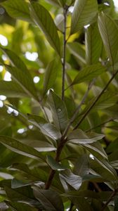 Preview wallpaper leaves, branches, tree, drops, macro