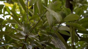 Preview wallpaper leaves, branches, tree, drops, macro