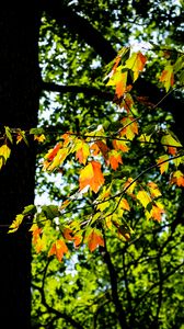 Preview wallpaper leaves, branches, trees, nature, blur