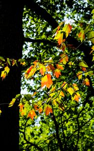 Preview wallpaper leaves, branches, trees, nature, blur