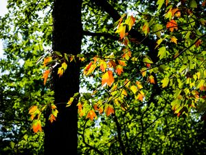 Preview wallpaper leaves, branches, trees, nature, blur