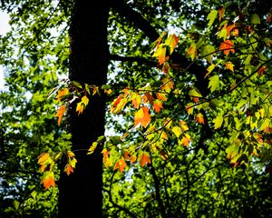 Preview wallpaper leaves, branches, trees, nature, blur