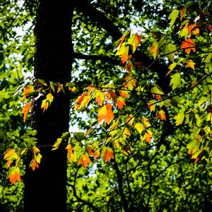 Preview wallpaper leaves, branches, trees, nature, blur