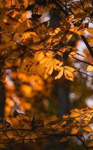 Preview wallpaper leaves, branches, trees, sunlight, blur, autumn