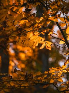 Preview wallpaper leaves, branches, trees, sunlight, blur, autumn