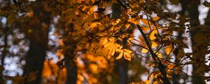 Preview wallpaper leaves, branches, trees, sunlight, blur, autumn