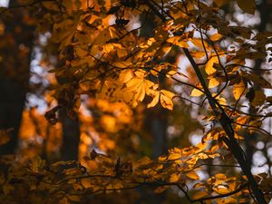 Preview wallpaper leaves, branches, trees, sunlight, blur, autumn